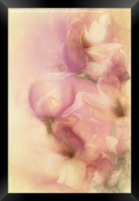 Magnolia Softness Framed Print by Ann Garrett