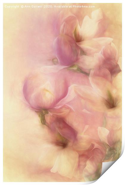 Magnolia Softness Print by Ann Garrett