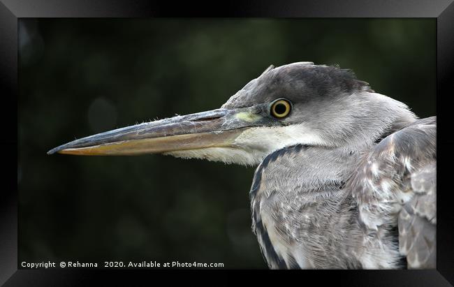 Young heron with an eye on its fish Framed Print by Rehanna Neky