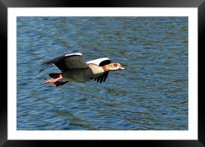 Goose Fly by Framed Mounted Print by Donna Collett