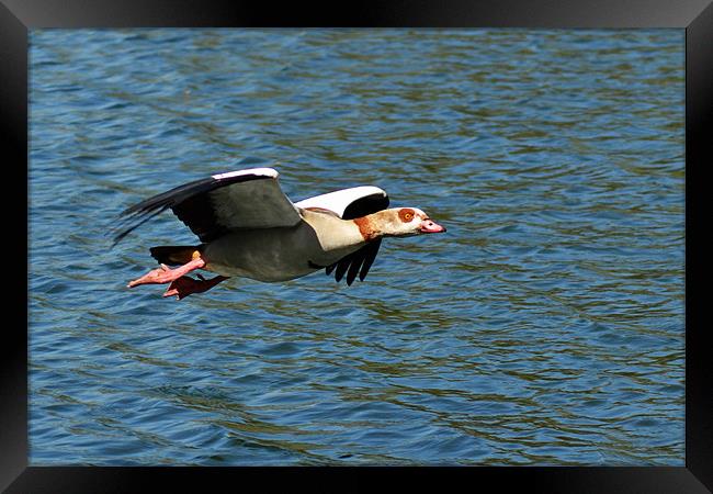 Goose Fly by Framed Print by Donna Collett