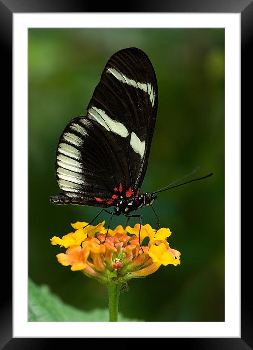 Swallowtail Butterfly Framed Mounted Print by Abdul Kadir Audah