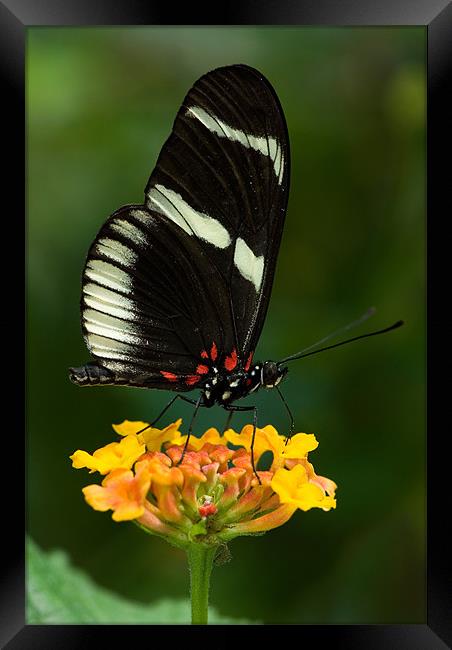 Swallowtail Butterfly Framed Print by Abdul Kadir Audah