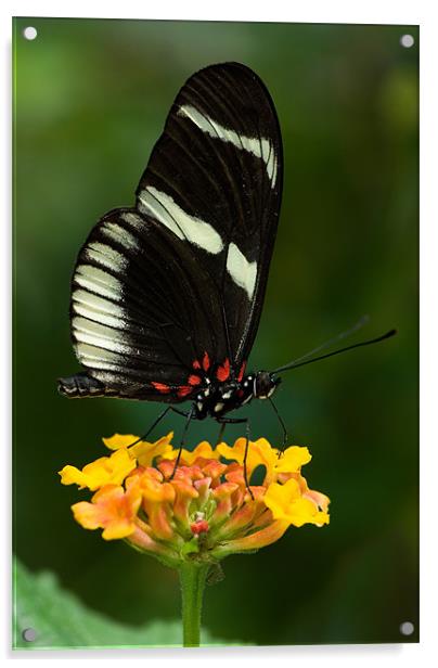 Swallowtail Butterfly Acrylic by Abdul Kadir Audah