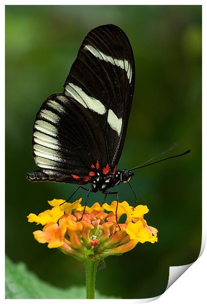 Swallowtail Butterfly Print by Abdul Kadir Audah