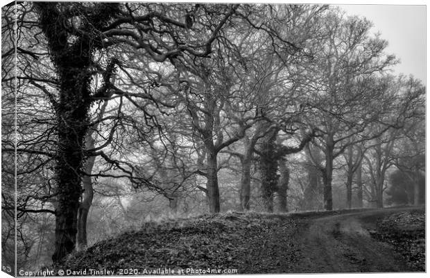 Along the Speculation Trail Canvas Print by David Tinsley