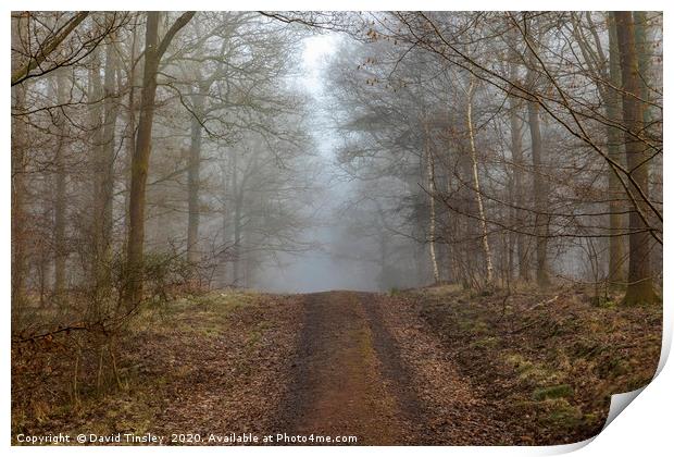 Into the Mist Print by David Tinsley