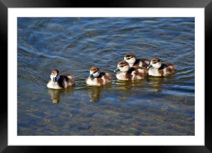 Eygptian Goslings Framed Mounted Print by Donna Collett