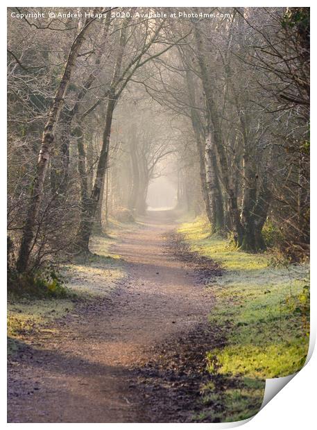 Enchanting pathway through a tunnel of trees along Print by Andrew Heaps
