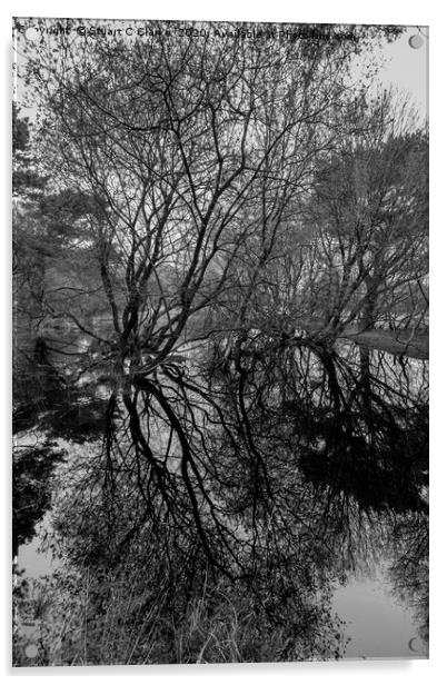 Tree reflections in a pond Acrylic by Stuart C Clarke