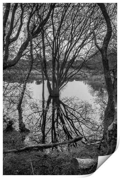 Pond reflections Print by Stuart C Clarke