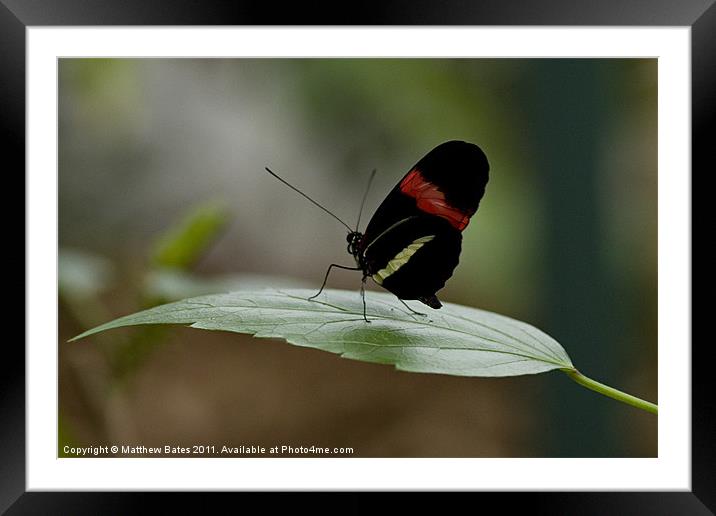 Butterfly Framed Mounted Print by Matthew Bates