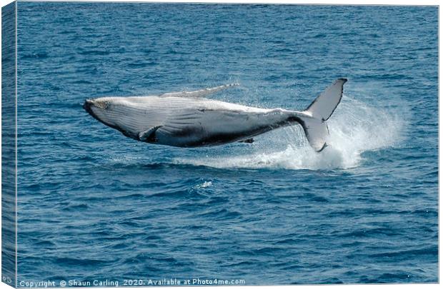 Baby Humpback Whale, Broaching Canvas Print by Shaun Carling