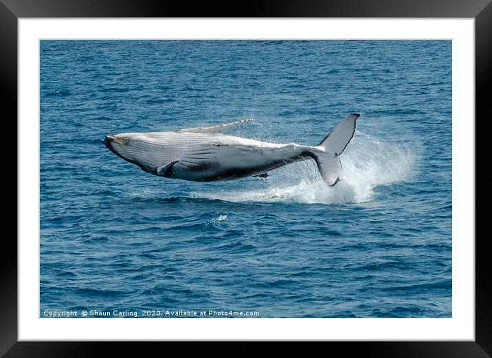 Baby Humpback Whale, Broaching Framed Mounted Print by Shaun Carling