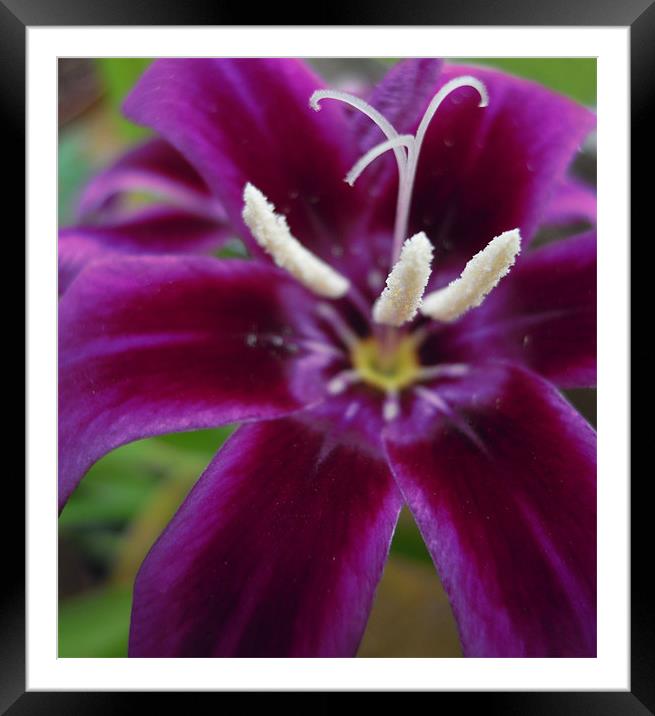 purple petals Framed Mounted Print by Heather Newton