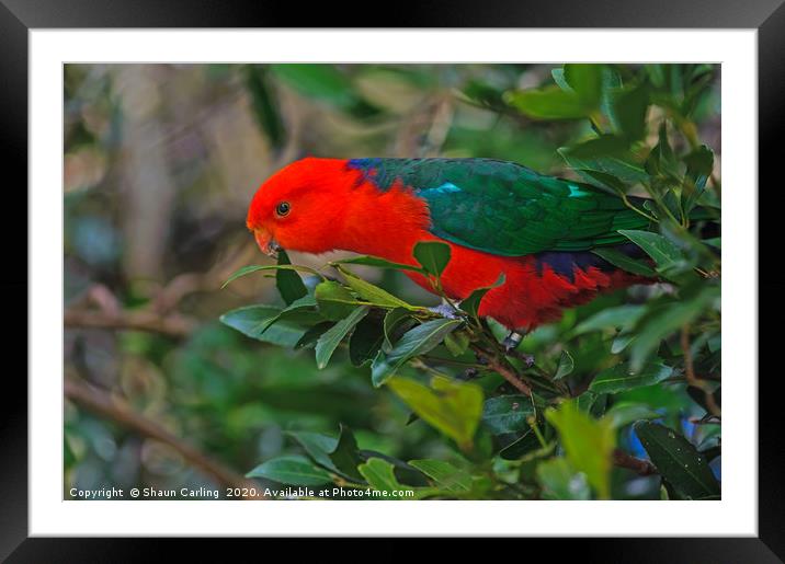 Australian King Parrot Framed Mounted Print by Shaun Carling