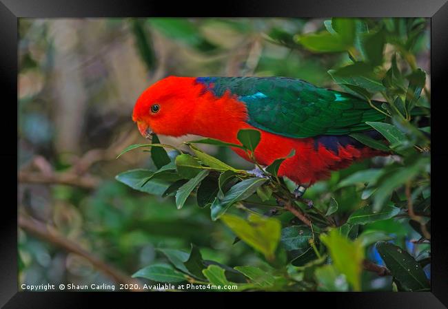 Australian King Parrot Framed Print by Shaun Carling
