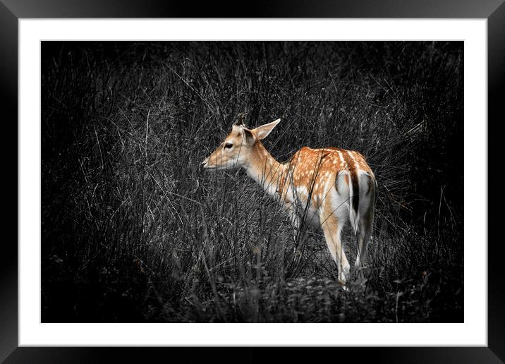 Fallow Deer Framed Mounted Print by Jonathan Thirkell