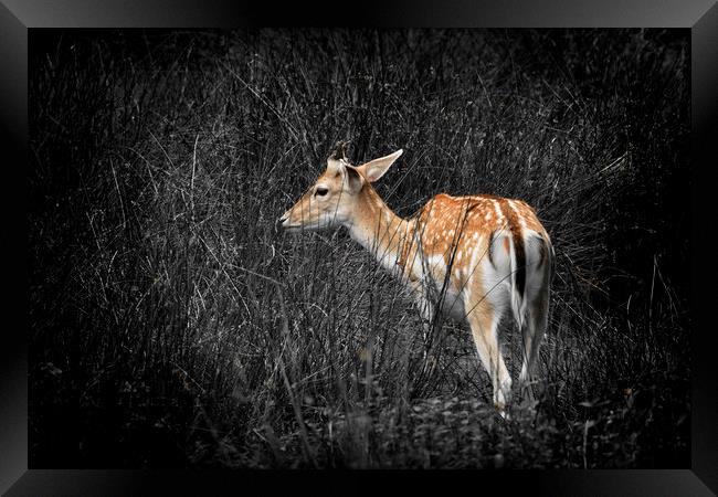 Fallow Deer Framed Print by Jonathan Thirkell