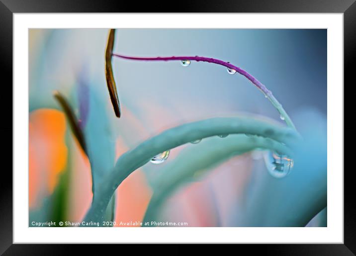 Sunrise In A Raindrop Framed Mounted Print by Shaun Carling