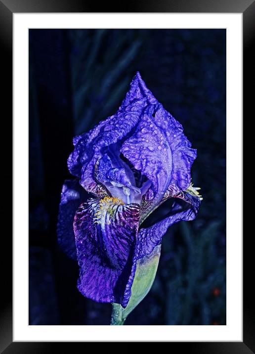 Blue flag Iris Framed Mounted Print by Martin Smith