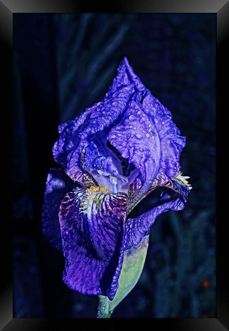 Blue flag Iris Framed Print by Martin Smith