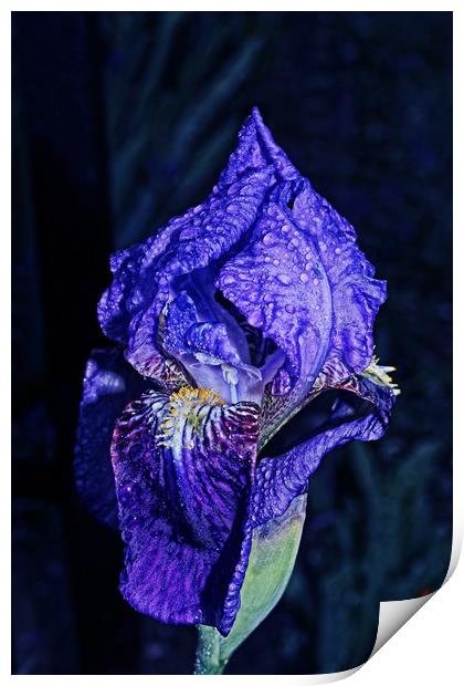 Blue flag Iris Print by Martin Smith