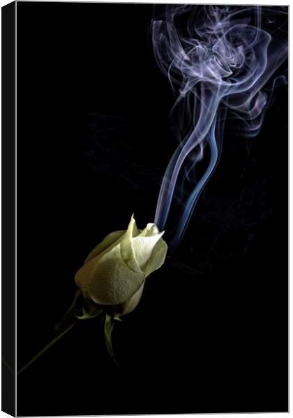 breath of the rose Canvas Print by Martin Smith