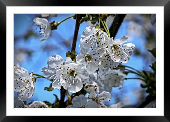 Cherry blossom Framed Mounted Print by Martin Smith