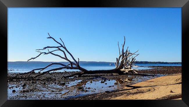 Tree On The Beach, Coochie Mudlo Island Framed Print by Shaun Carling