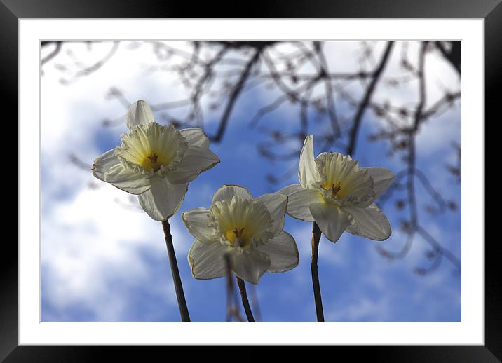 Daffodils and the Blue Sky Framed Mounted Print by JEAN FITZHUGH