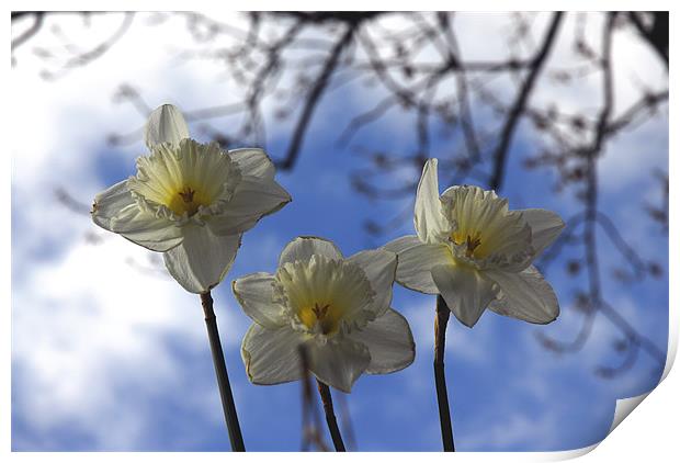 Daffodils and the Blue Sky Print by JEAN FITZHUGH