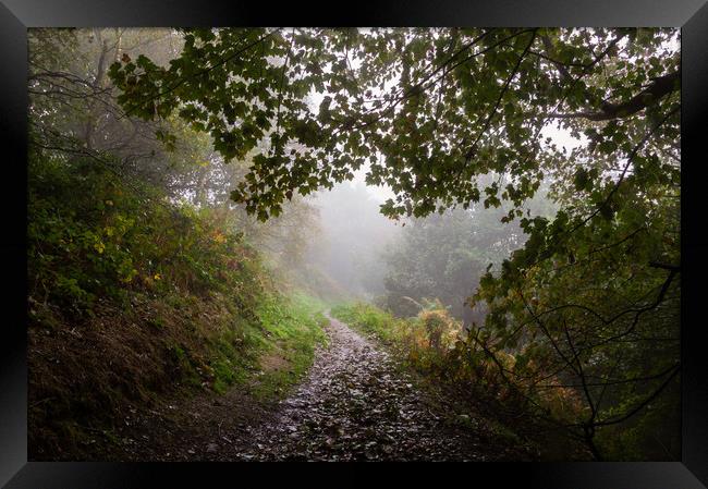 Autumn Path Framed Print by David Wall