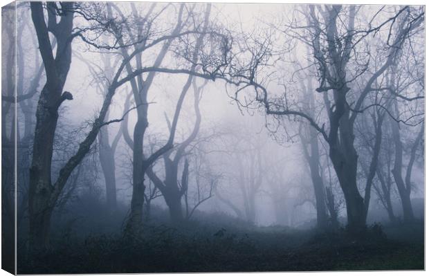 Forest Fog Canvas Print by David Wall