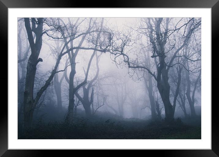 Forest Fog Framed Mounted Print by David Wall