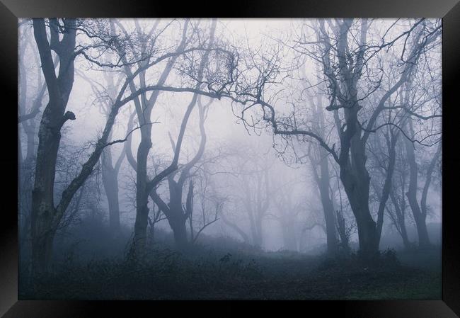 Forest Fog Framed Print by David Wall