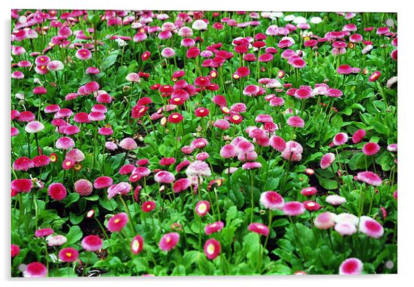 Lots of shades of pinks of  Flower Heads Acrylic by JEAN FITZHUGH