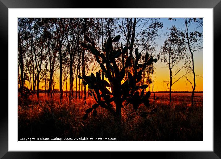 Prickly Pear Sunset Framed Mounted Print by Shaun Carling