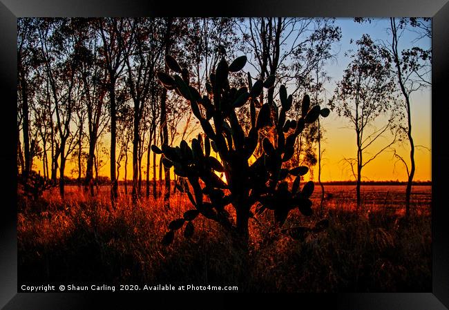 Prickly Pear Sunset Framed Print by Shaun Carling