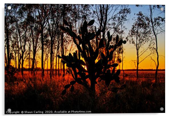 Prickly Pear Sunset Acrylic by Shaun Carling