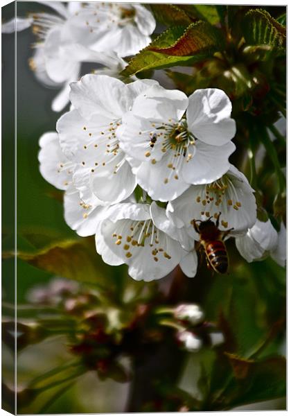 Cherry Blossoms with Honey Bee Canvas Print by Irina Walker