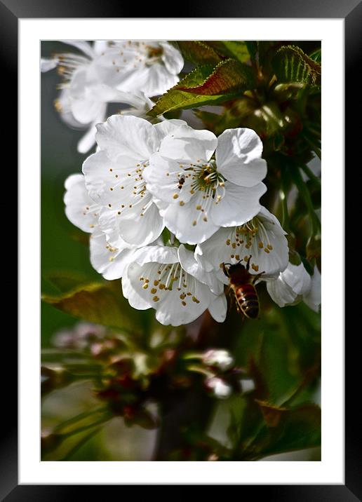 Cherry Blossoms with Honey Bee Framed Mounted Print by Irina Walker