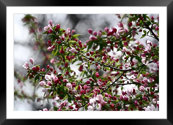 Crab Apple Blossoms Framed Mounted Print by Irina Walker