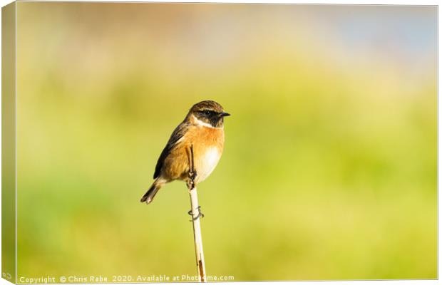 Male Stonechat (Saxicola torquata) perched on a br Canvas Print by Chris Rabe