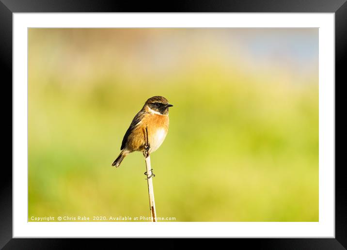 Male Stonechat (Saxicola torquata) perched on a br Framed Mounted Print by Chris Rabe