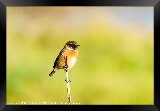 Male Stonechat (Saxicola torquata) perched on a br Framed Print by Chris Rabe