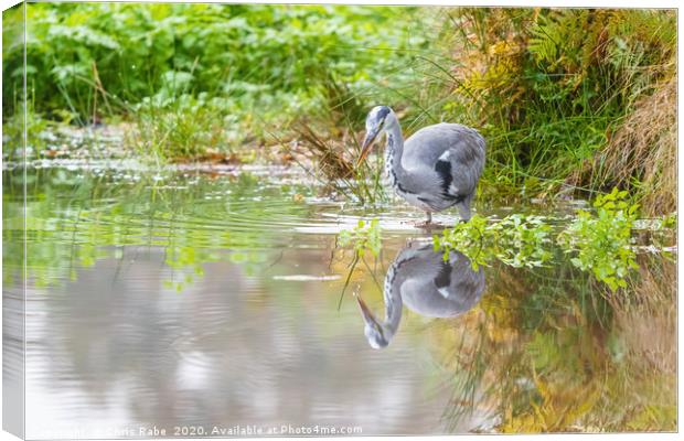 Grey Heron and reflection Canvas Print by Chris Rabe