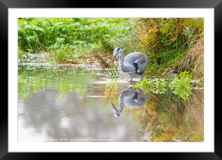 Grey Heron and reflection Framed Mounted Print by Chris Rabe
