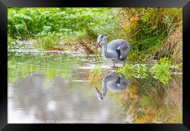 Grey Heron and reflection Framed Print by Chris Rabe