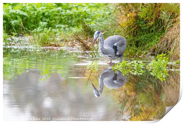 Grey Heron and reflection Print by Chris Rabe